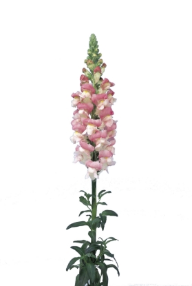 Picture of Antirrhinum - Admiral Pink Bicolour F1